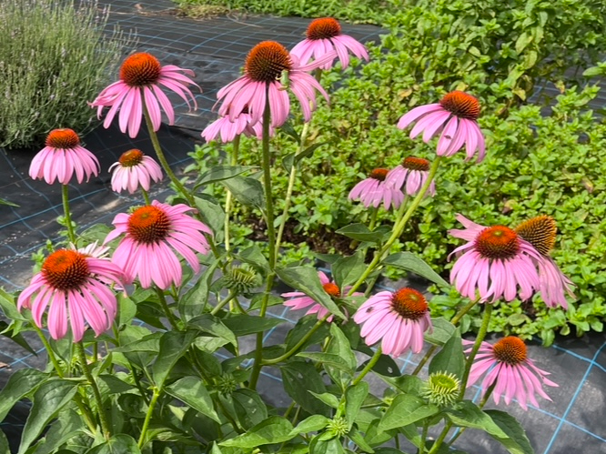 GLiZA@JԎ@7`X@肱Ԃقǂ̑傫̉Ԃ炫܂B