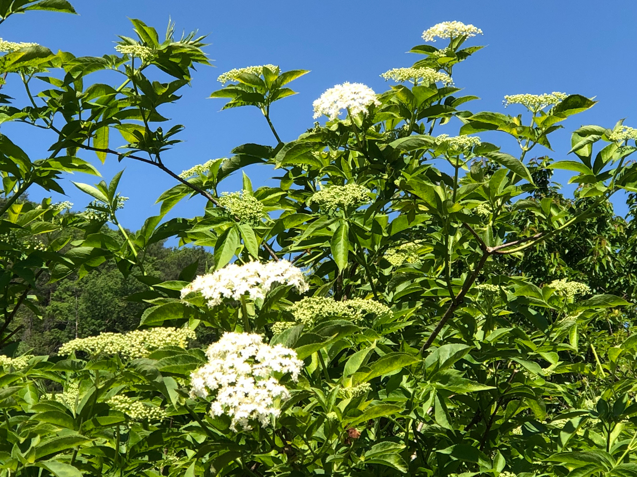 G_[t[@JԎ@U`7@ȉԂT|c|cƍ炫n߂܂BЃIWiNtgr[NtgW̌ޗƂȂ܂B