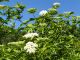 エルダーフラワー 開花時期 6〜7月頃 白い小さな花が5月中頃からポツポツと咲き始めます。自社オリジナルクラフトビールやクラフトジンの原材料となります。