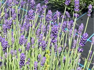 イングリッシュラベンダー 開花時期 6〜7月頃 紫いろの濃い花を咲かせ、色と香りを楽しめます。 ハーブティーや焼き菓子に利用しています。