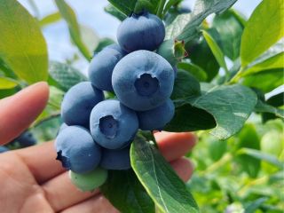 黒土で育ったブルーベリーは実が大きく、とても甘くて美味しいのが特徴です。