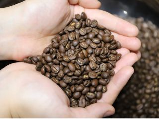 焼き上がったコーヒー豆の様子