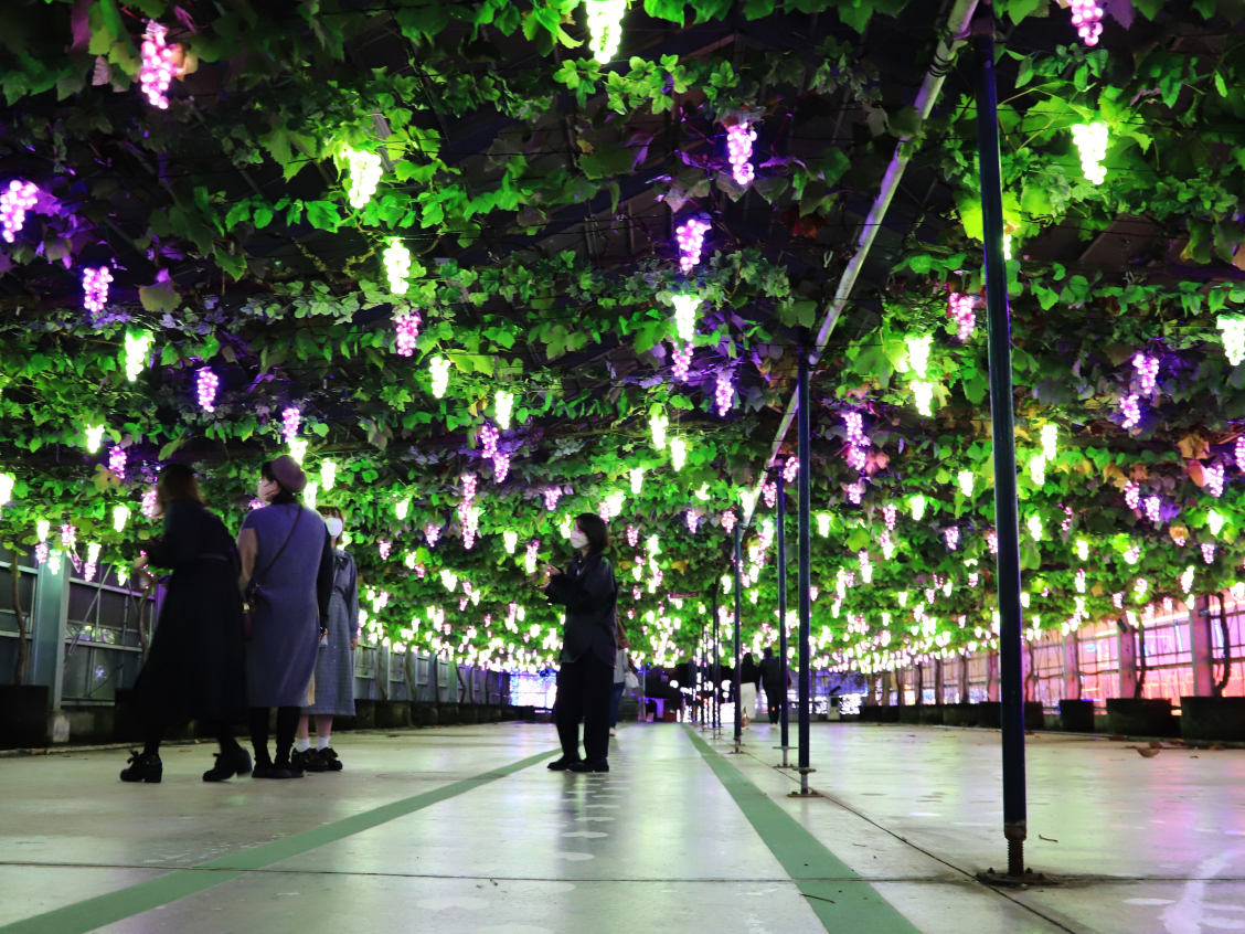 ���̃u�h�E�n�E�X �n�E�X�ɑ��𓥂ݓ����ƁA�ЂƗ��ЂƗ��L���L���ƋP���u�h�E����Ȃ�Ɏ����Ă��܂��B ���̐�͐���Ɍ������ĐV���Ȍ��̐��E���L�����Ă��܂��B