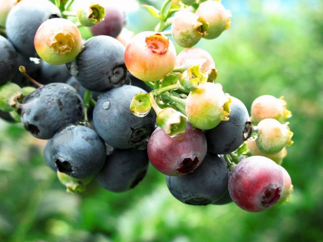 食物繊維はバナナの2.5倍!ポリフェノールもたっぷりで健康効果も高いと言われていますが、甘くて食べやすく、子どもも大人も大好きブルーベリー!