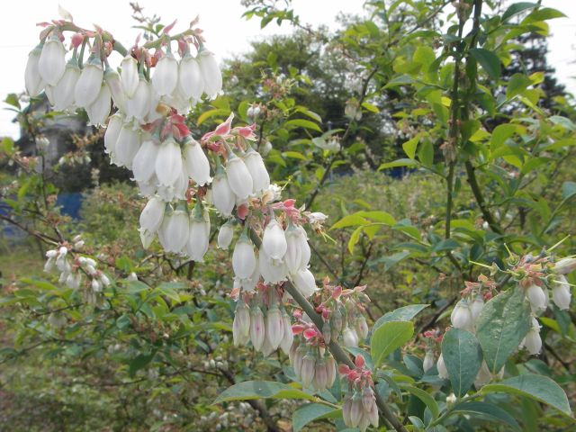 すずらんのような白くて可憐なブルーベリーの花です。春には天然みつばち達が飛び回り、受粉仕事をしてくれ、5月には実になります。