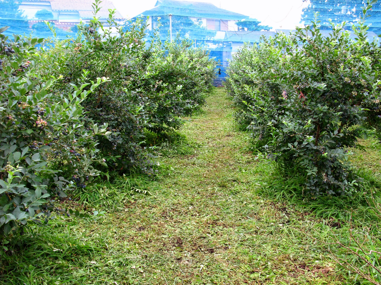 _엿^ĂȂƂA{ł߂炵͔|@ňĂVR̃u[x[łB嗱ȎɐĂ܂B