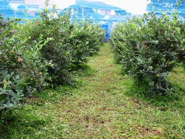 農薬も肥料も与えていないという、日本でもめずらしい栽培方法で育てた天然のブルーベリーです。大粒な実がたわわに生っています。