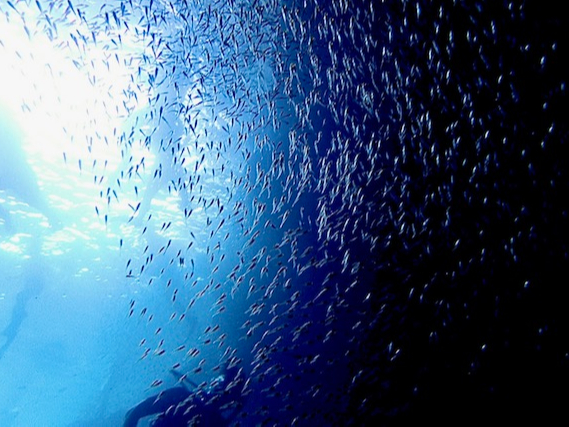 ʐ^Be͂񖳗ł񋟂Ē܂BvôPy[W͓X̃CXgN^[ɂCB