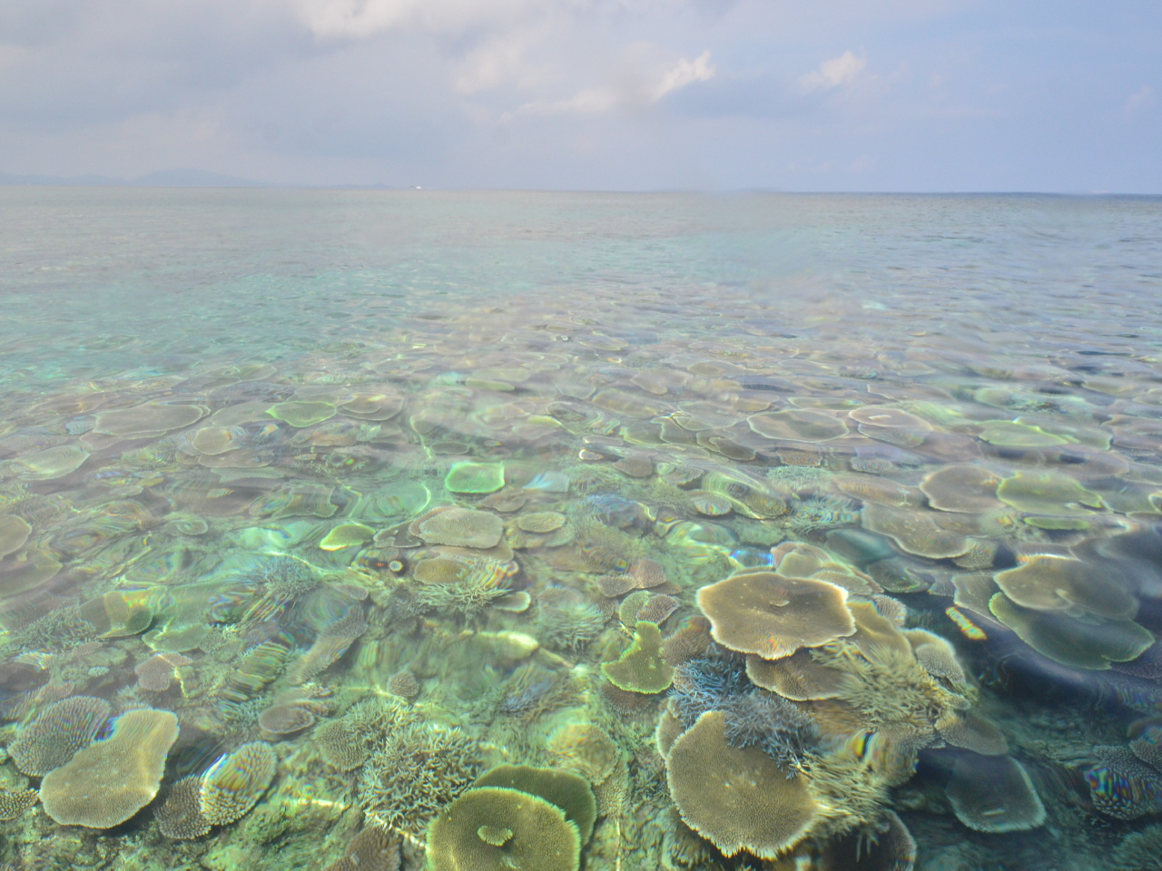 FƂǂ̃TSLC̒ցBxQ̐Eւ悤I