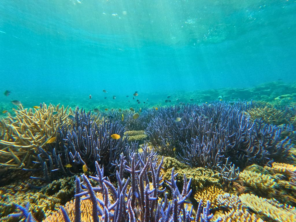 息を呑むほど美しい、北部のサンゴの森。太陽の光が降り注ぐ「天然の水族館」で、色鮮やかな熱帯魚たちが出迎えてくれます。