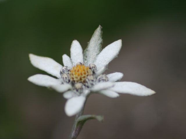 レブンウスユキソウ