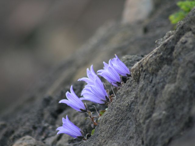 チシマギキョウ