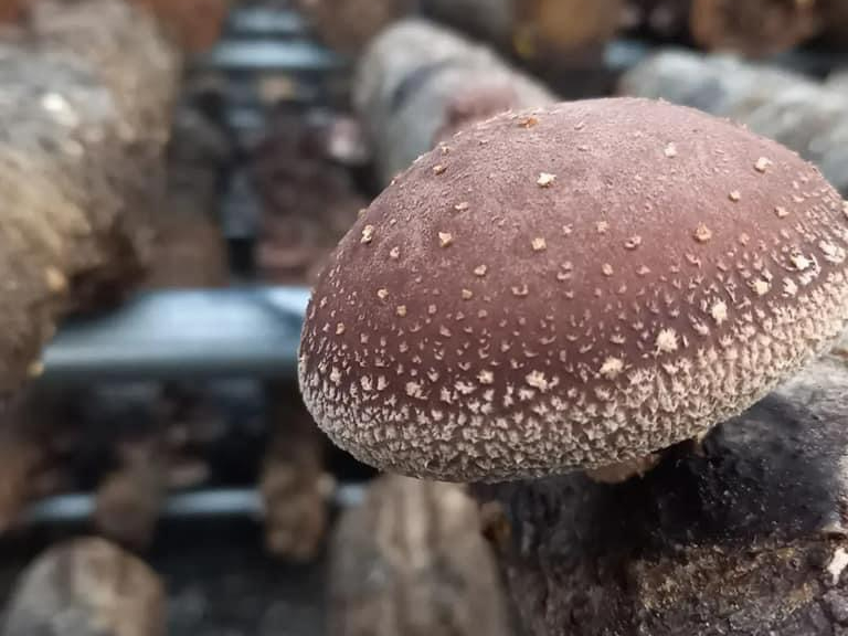 【しいたけ狩り体験】自然豊かな梅ヶ島で楽しもう!年中開催☆彡<おひとり様・ファミ...