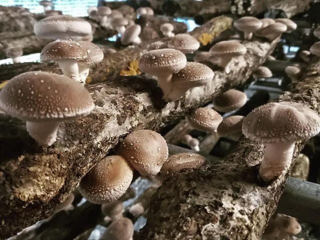 しいたけがたくさん〜!お好きなものを摘み取ってみてくださいね。