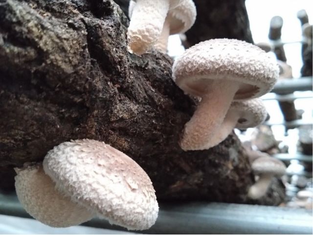にょきにょきと生えているしいたけたち。とってもかわいいですよ♪