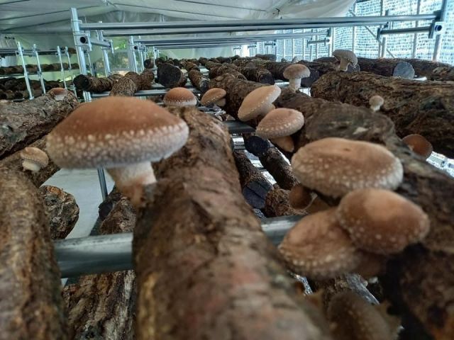 原木栽培で育てられたしいたけは味・香りの良さが最高です!