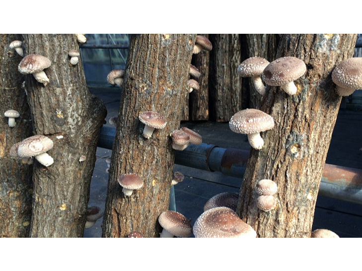 MUSHしむら農園では、植菌から収穫まで徹底管理で育てることで、肉厚で旨味・香り・歯ごたえのあるしいたけに生長します。