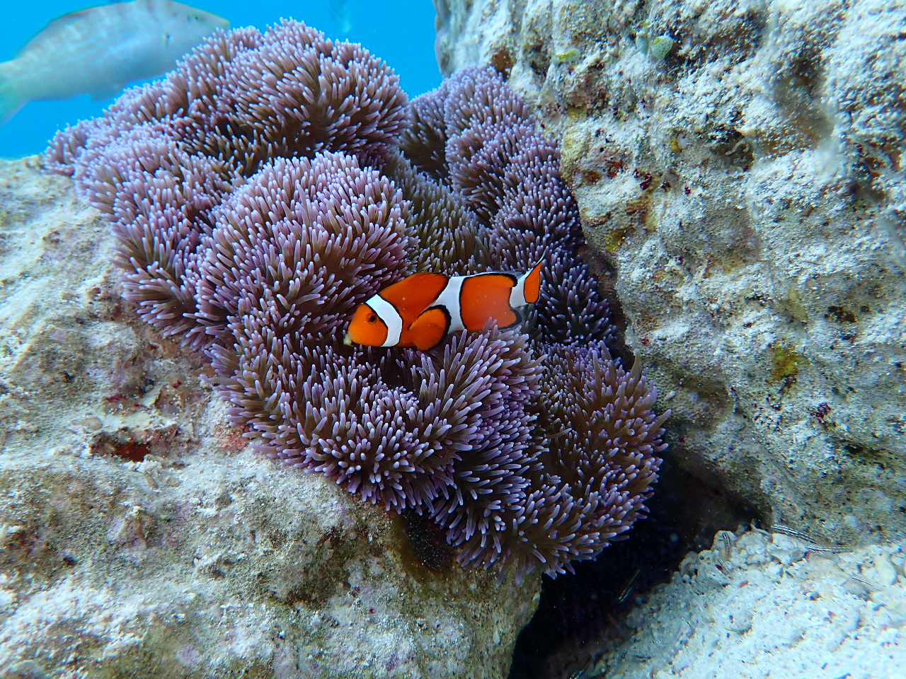 みんなのアイドル カクレクマノミ!!