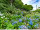 垣生公園 6月は紫陽花が見頃