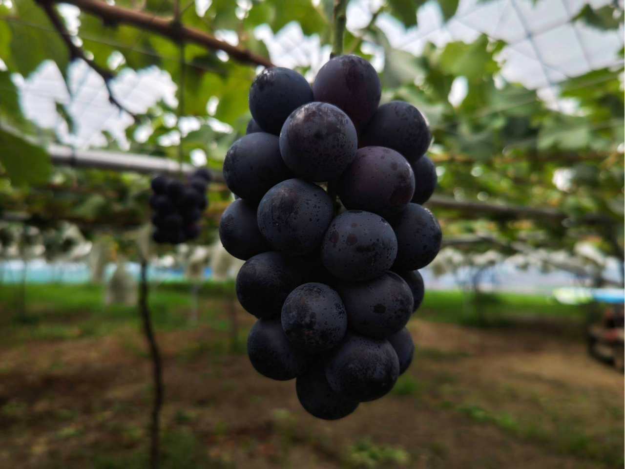 埼玉/ぶどう摘み取り体験】＜入園料のみプラン＞食べ頃の品種を  