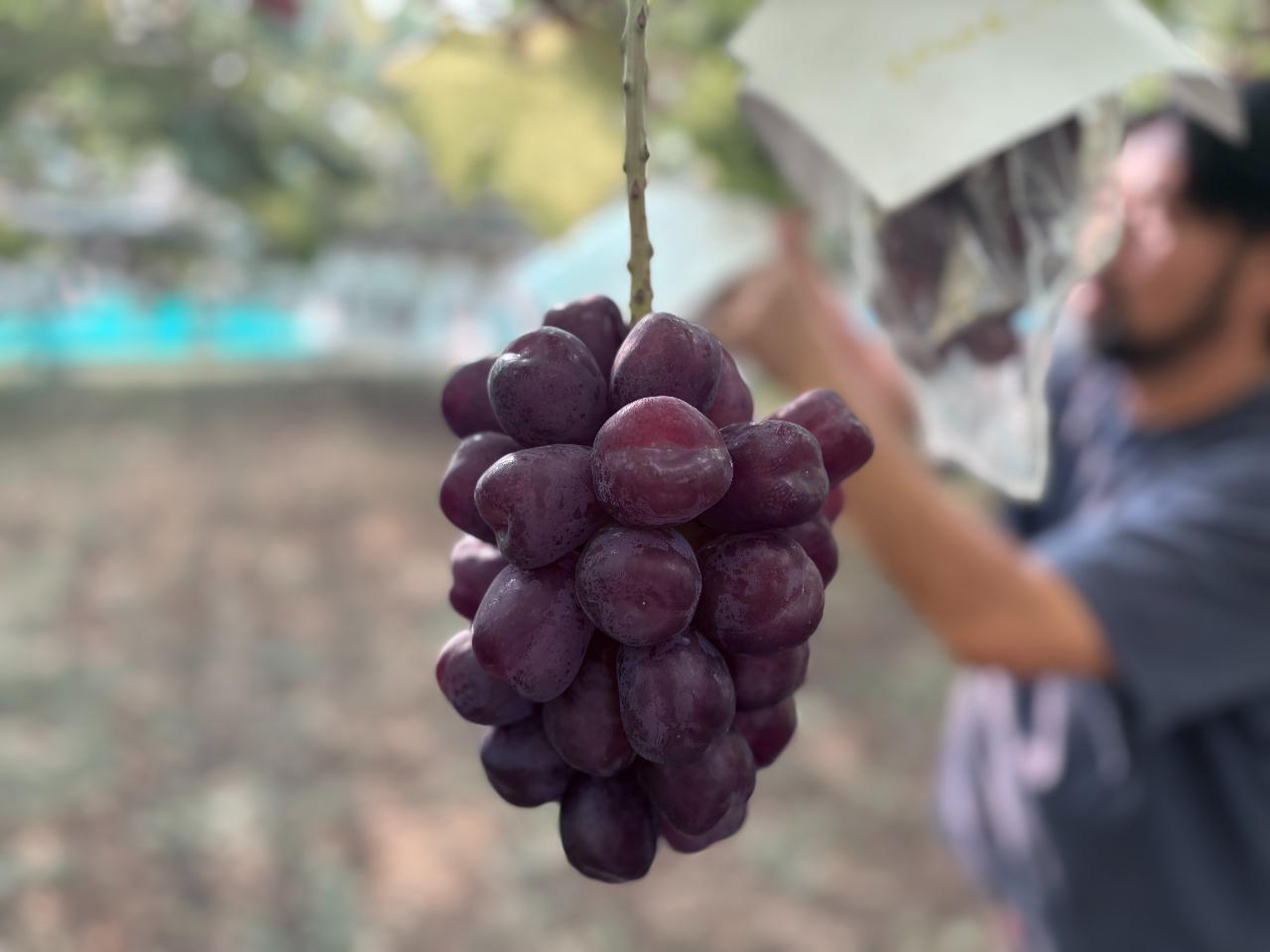 �x�m�̋P�i�����i��j