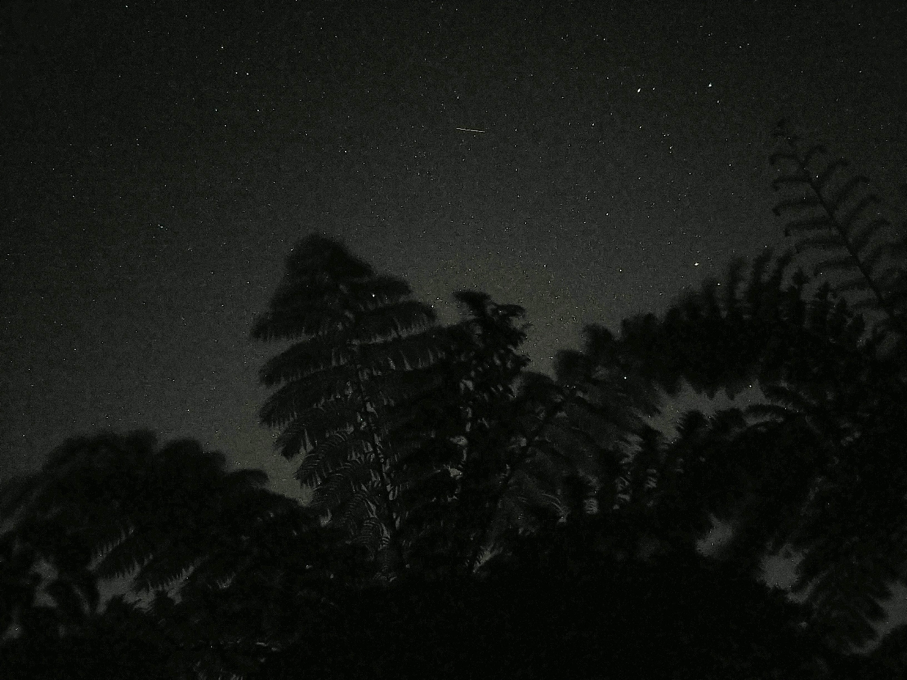 ダイナミックな森 ヘゴと星☆