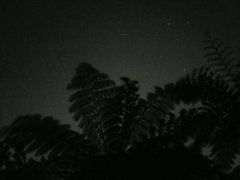 ダイナミックな森  ヘゴと星☆