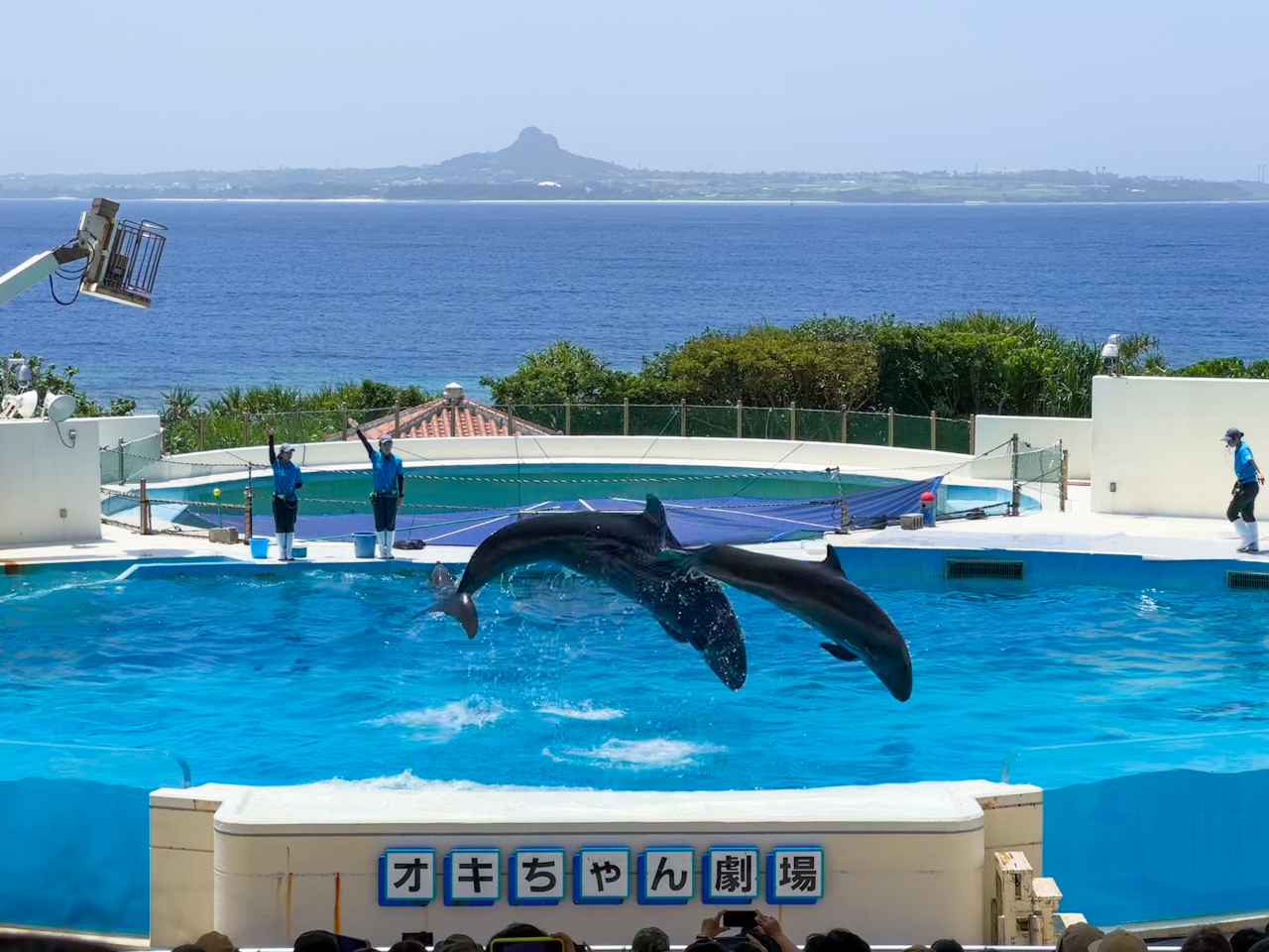 �C�m�������ɂ��������܂��B���n�Ŕ���C�����ق̓��ꌔ���w�������鎖���\�ł����A�����G���A�ł��\���y���߂��Ⴄ�����ɃC���J�̃I�L����񌀏�͉��񌩂Ă��y�����I