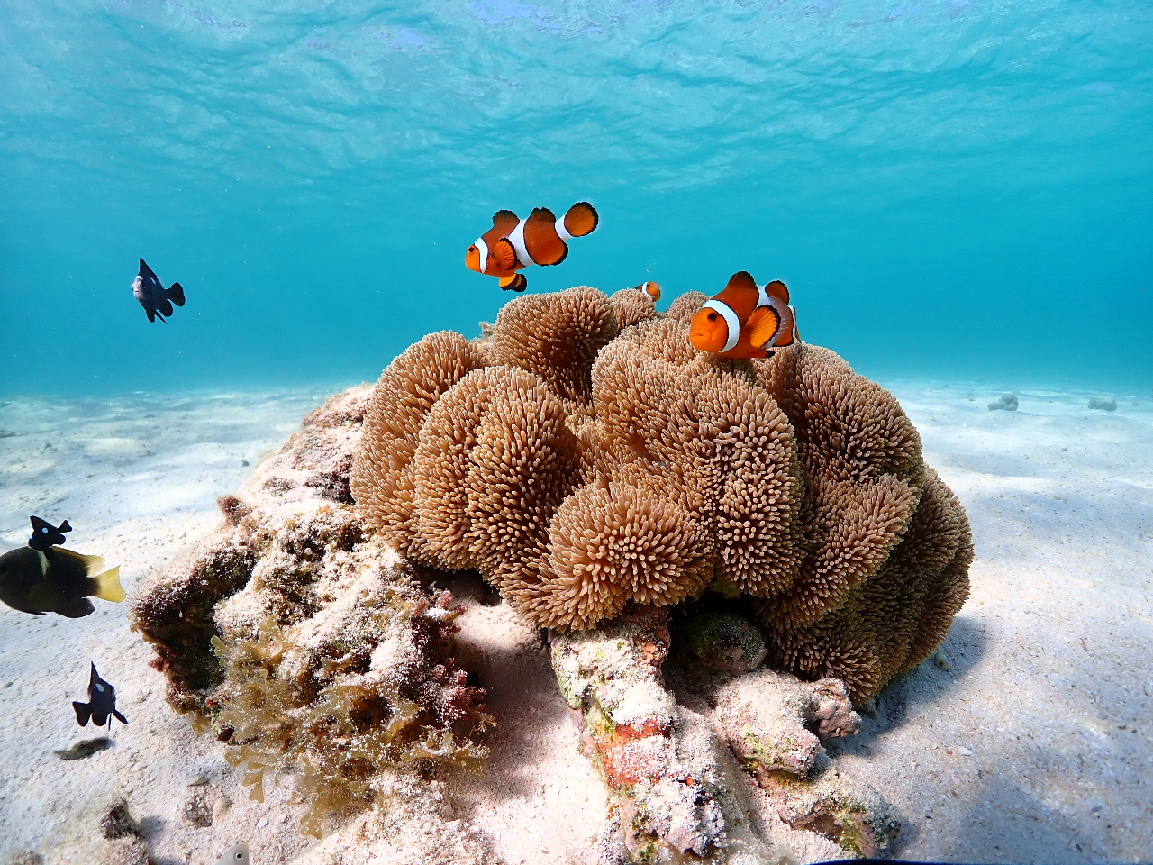 lCJNN}m~!!!! 썑Ȃł͂̂Rӏ܂ł܂