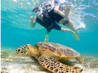 ウミガメ遭遇率高いですよー!