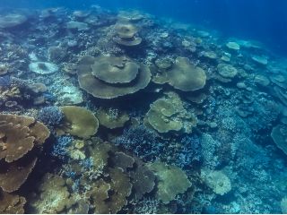 八重干瀬に負けないサンゴ礁