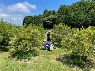 広い園内に1,200本のブルーベリーがゆったりとした間隔で植えてあります。一度に数百人でも入園は可能です。