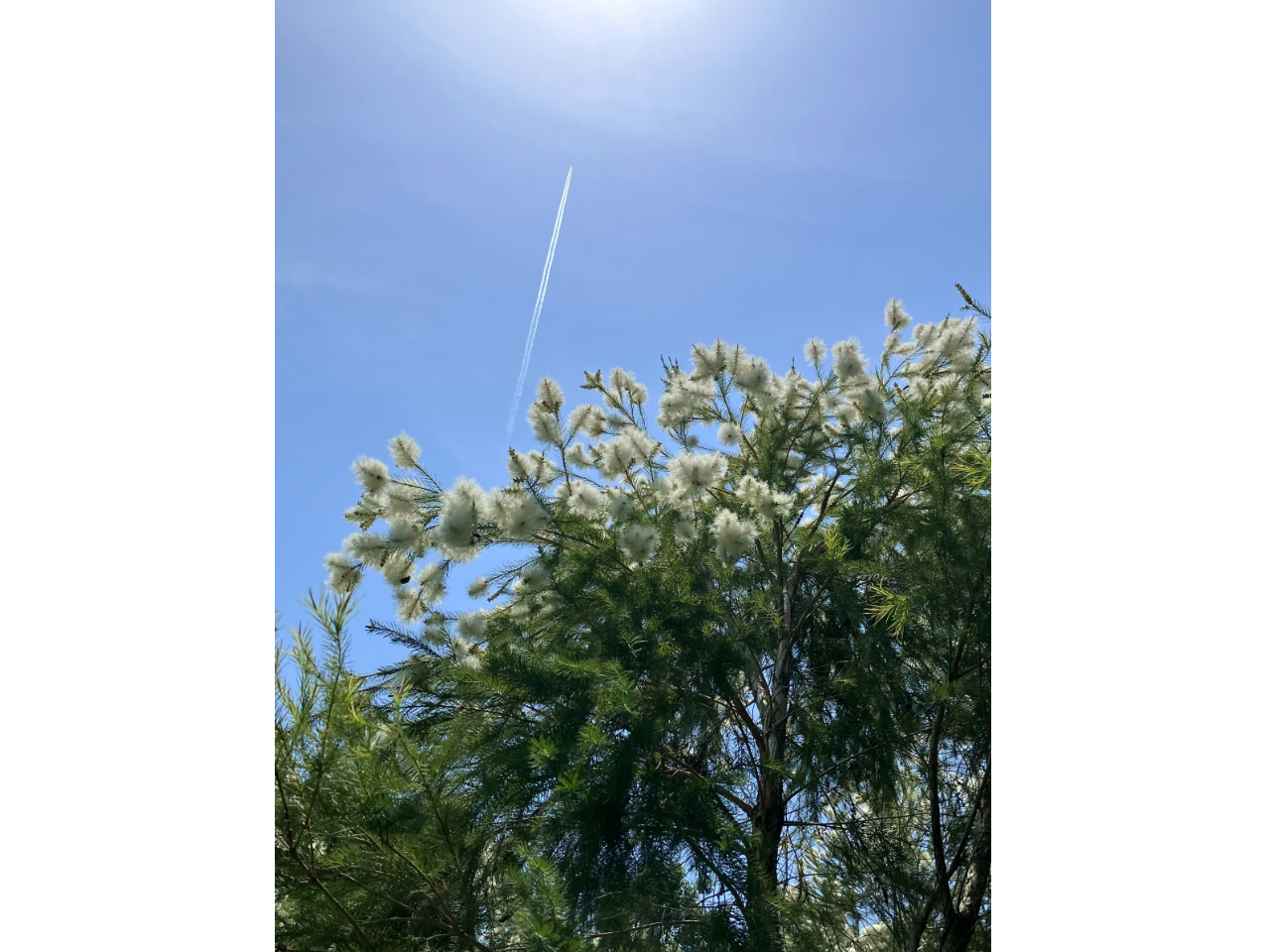 5月にはティーツリーの花が満開に!