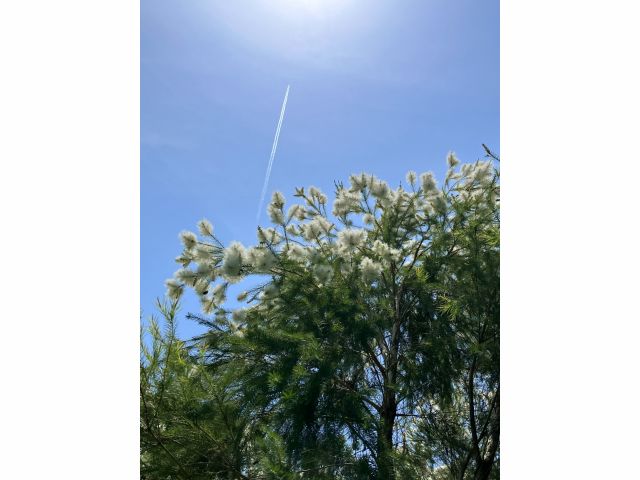 5月にはティーツリーのお花が満開に!タイミングが合えばお花狩りも開催しています。