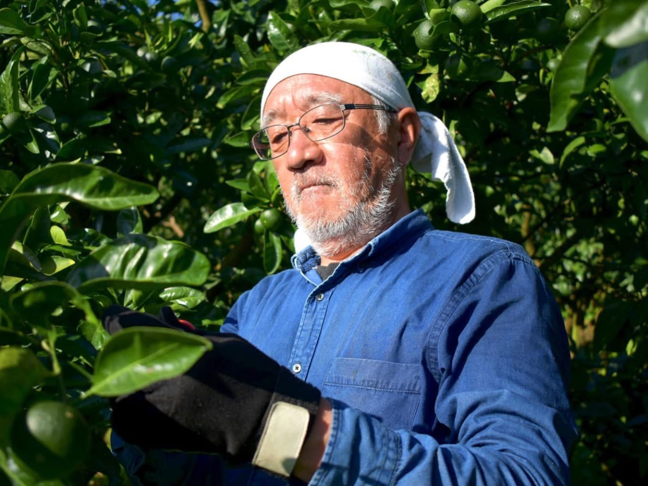 みかん(青島温州)・ポンカン(太田ポンカン)・ビワ(田中ビワ)を中心に栽培している生産農家です。