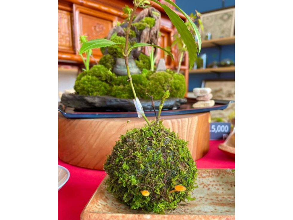 苔アートで癒しの時間を体験しませんか?