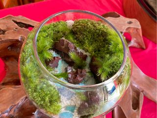 苔アートで癒しの時間を体験しませんか?