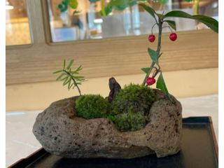 苔アートで癒しの時間を体験しませんか?