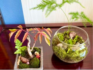 苔アートで癒しの時間を体験しませんか?