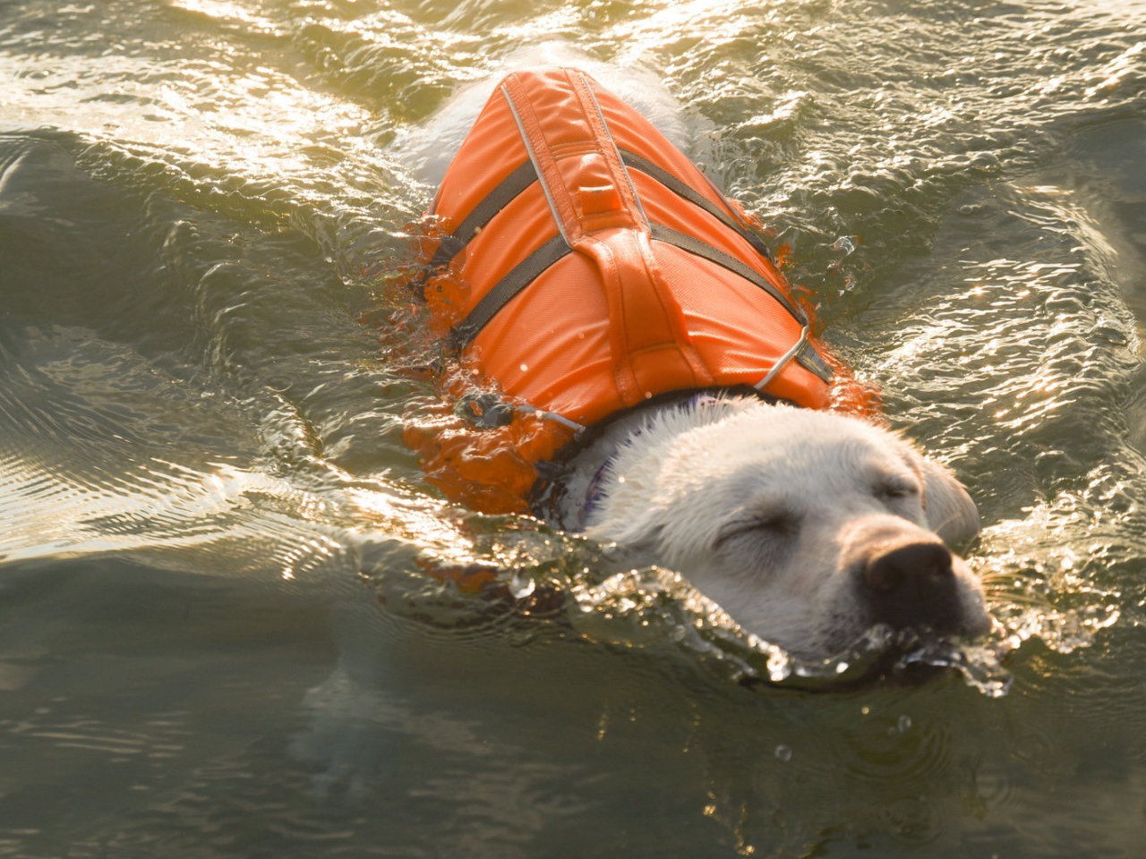 結局、泳いじゃったりして・・・笑