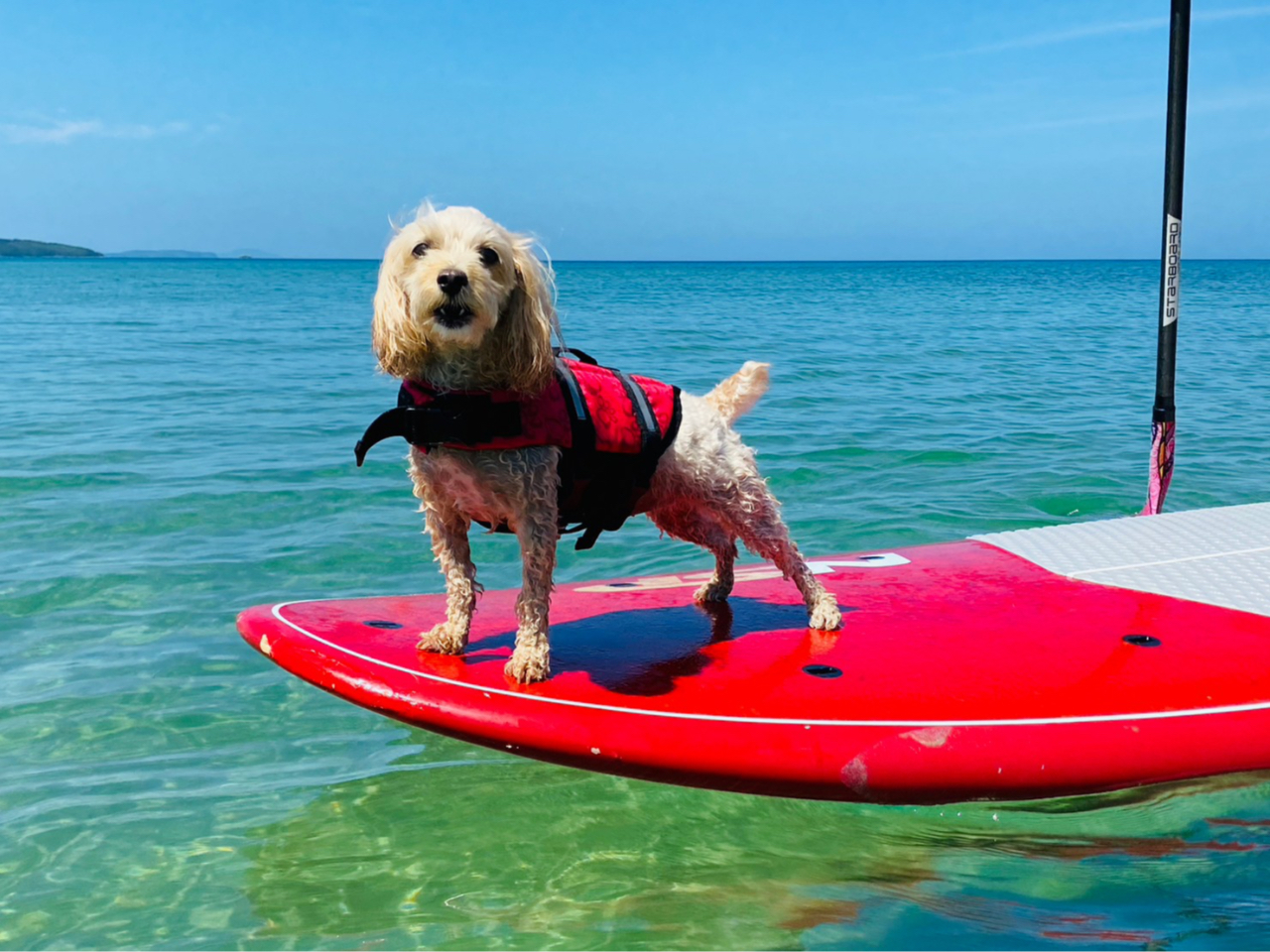 ポノサーフのアイドル犬ミルクは、もはやサーフ犬です!