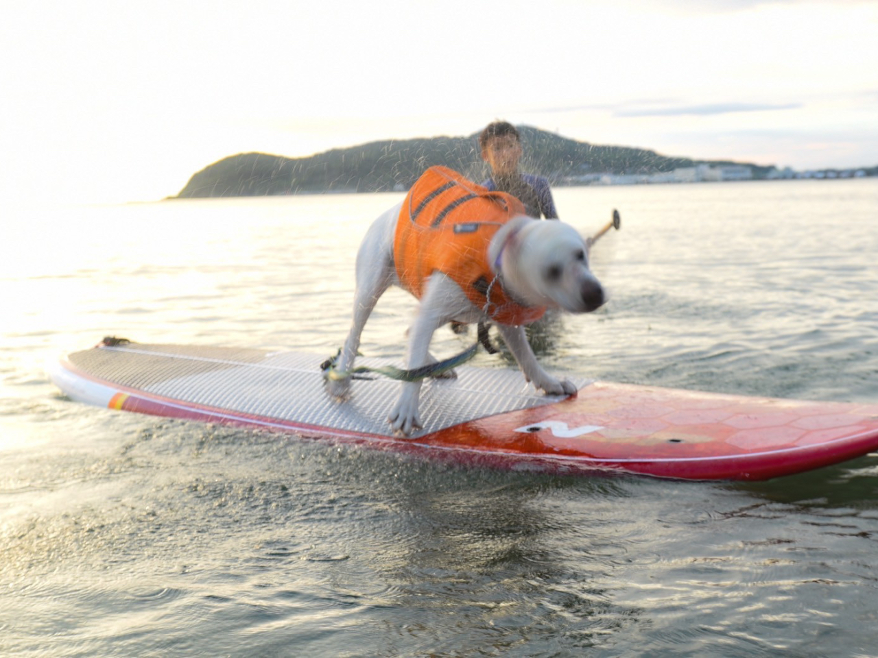 SUP�̏�ł��A�u���u���u���b�I