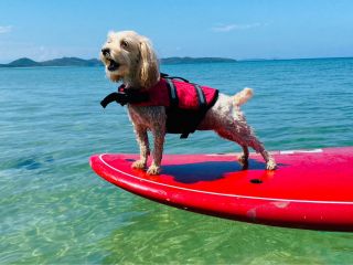 犬+SUP=プライスレス(写真は、ポノサーフ公認サーフ犬のミルクです)