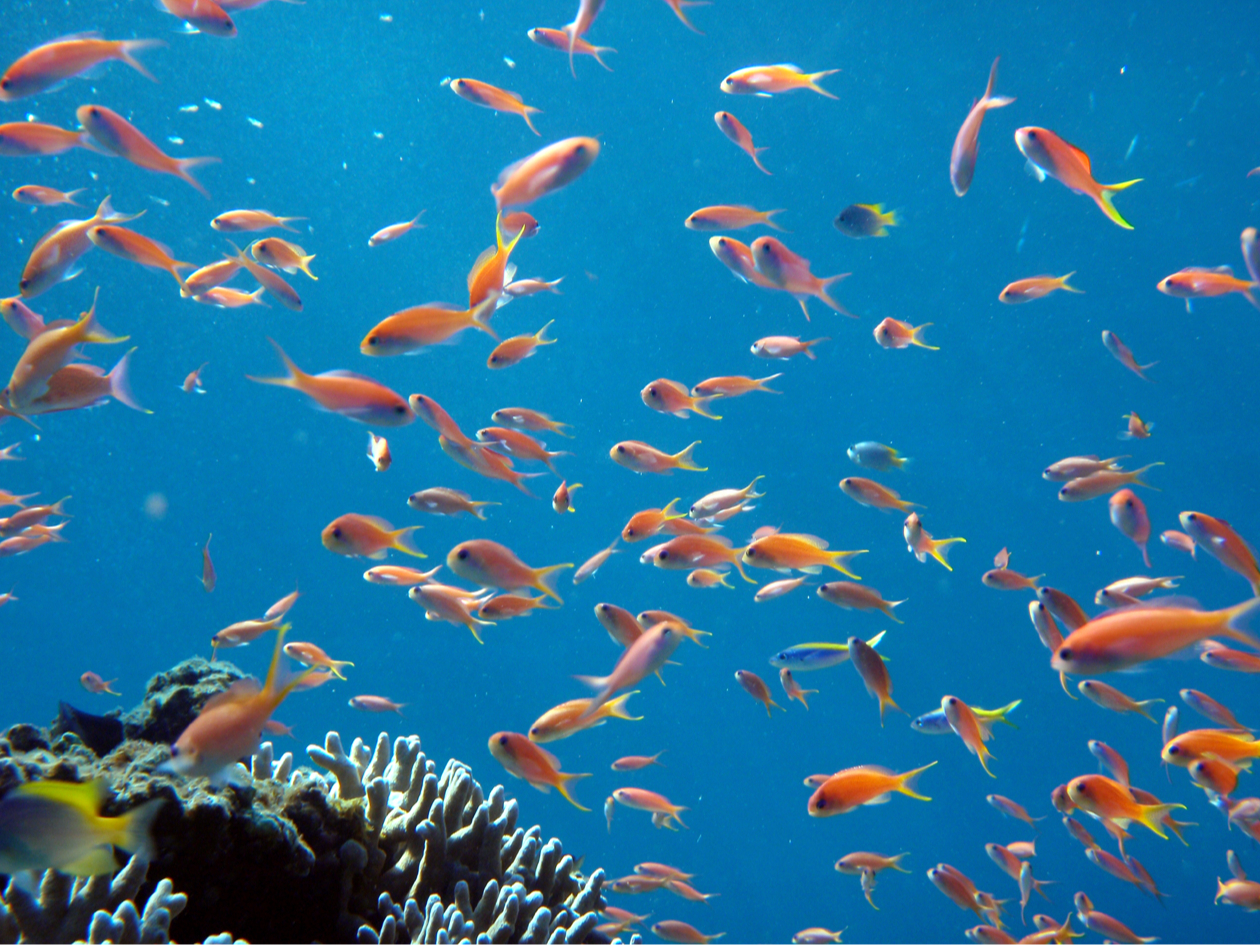 JtȋɈ͂܂_CrOX|bg܂B