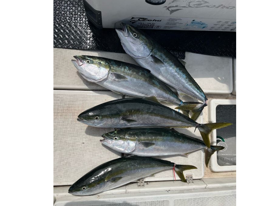 季節によって釣れる魚は違います