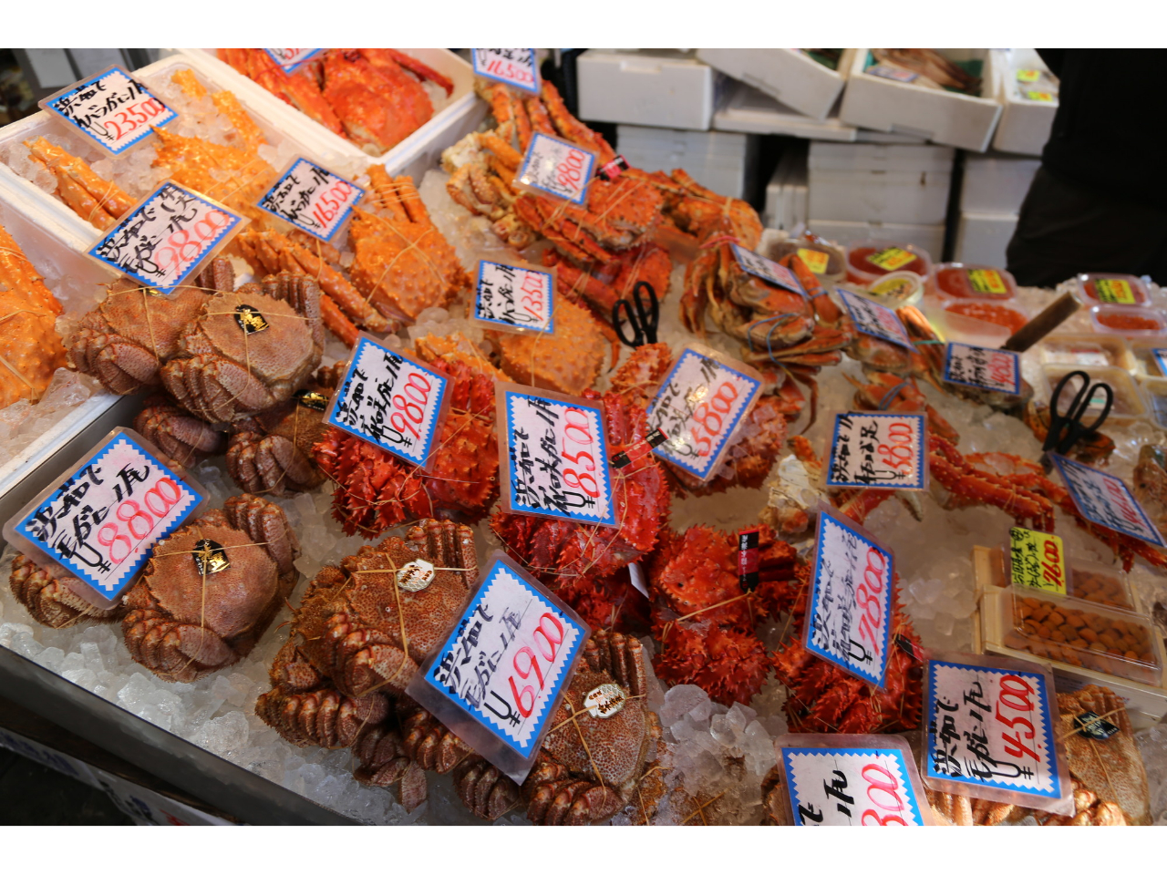 鮮度抜群のカニが豊富な種類で揃ってます!しかもどれもお値打ち価格!買って自宅に送るのもアリ。