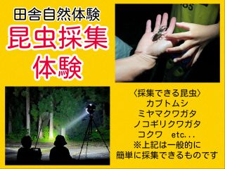 田舎自然体験「昆虫採集体験」。愛知県豊根村の自然体験型キャンプ場が実施する体験です♪