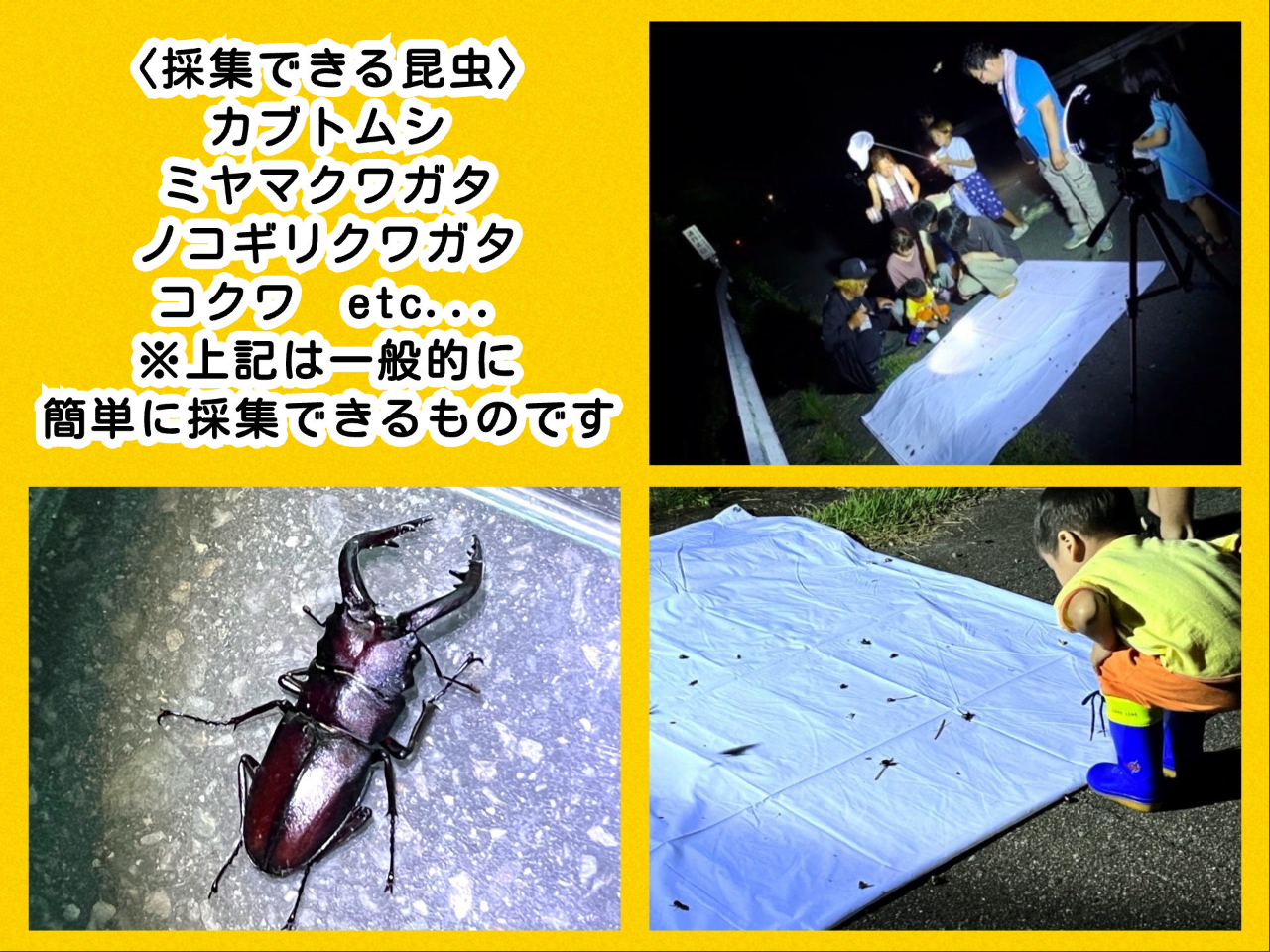昆虫採集】ライトトラップで昆虫採集体験！ファミリー／親子におススメ