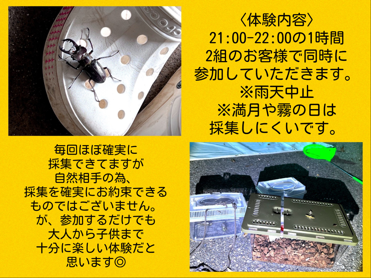 昆虫採集】ライトトラップで昆虫採集体験！ファミリー／親子におススメ