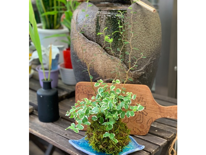 【岐阜/苔玉作り】ナチュラルでかわいいインテリア!初心者でも簡単♪【グループ】【...